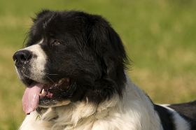 Landseer 08-200913.jpg